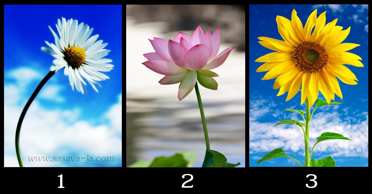 TEST LIČNOSTI! – IZABERI jedan cvijet i SAZNAJ koja je tvoja NAJBOLJA OSOBINA!