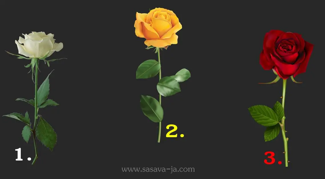 RUŽA DAJE ODGOVOR! Pomisli na svoju želju, izaberi jednu ružu i SAZNAJ hoće li ti se VELIKA ŽELJA ISPUNITI! 